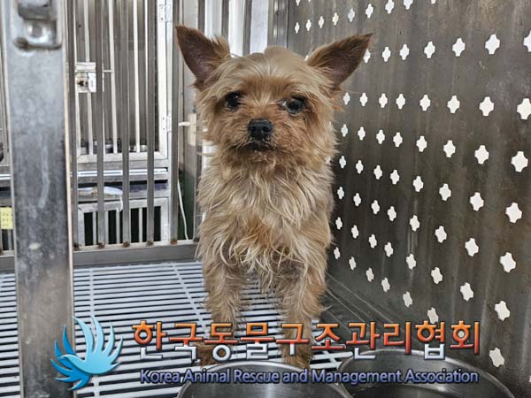 종료(입양) 요크셔…